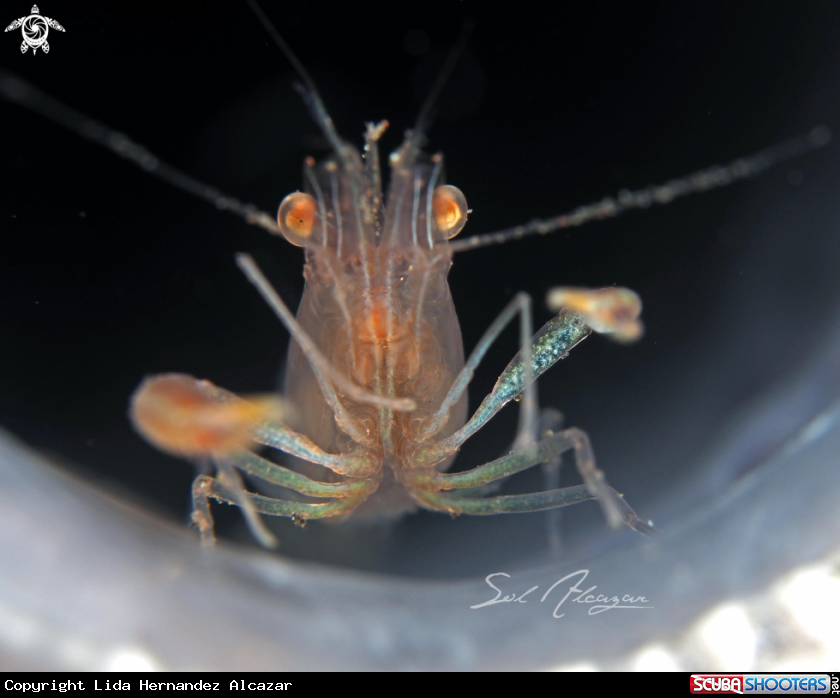 A Sponge Coral Shrimp 