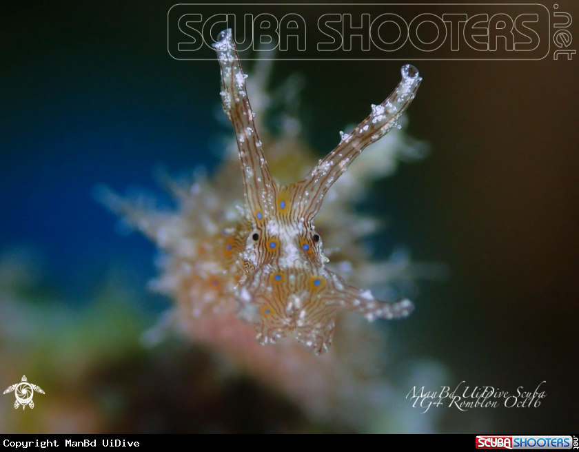 A Sea Hare