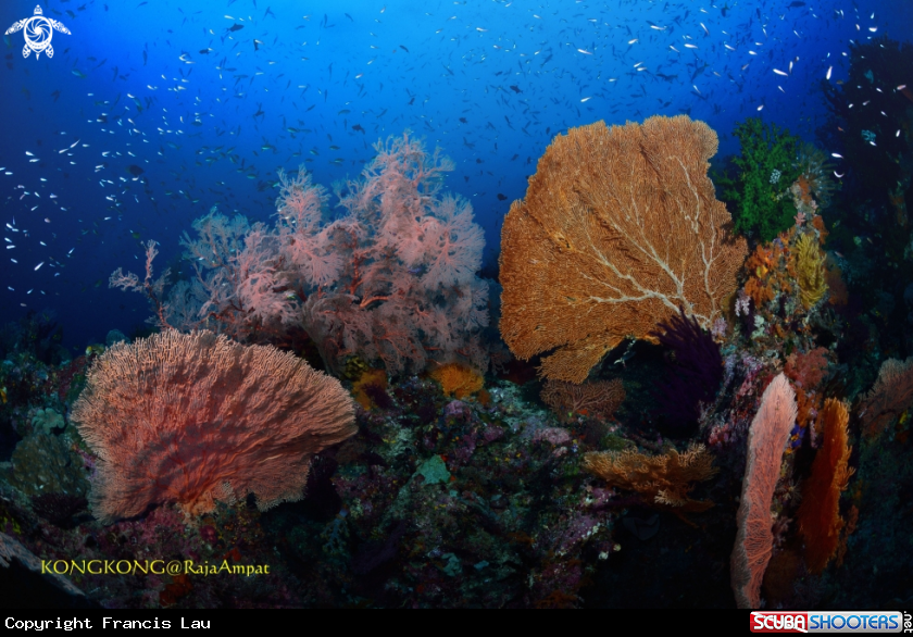 A Gorgonian