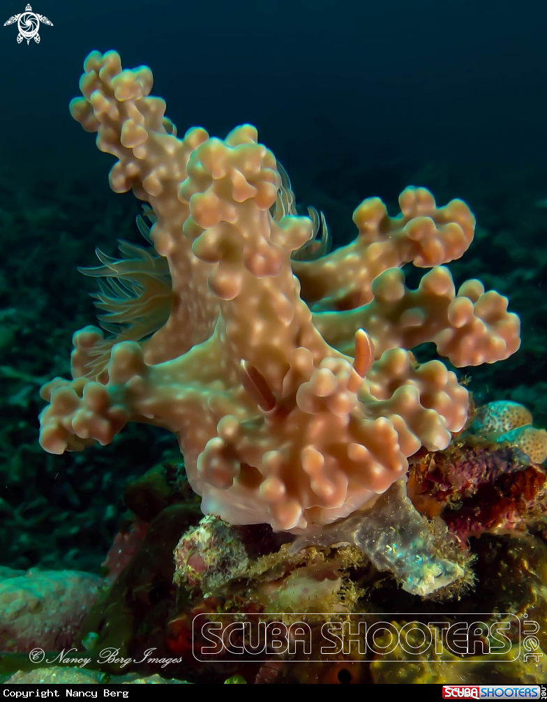A Xeniid Mimic Nudi