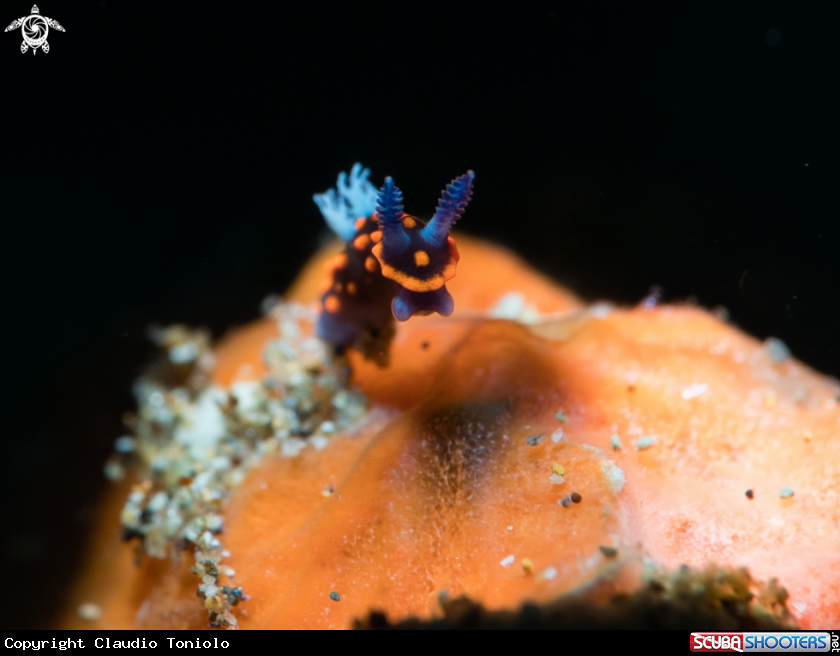 A Nembrotha Yonowae