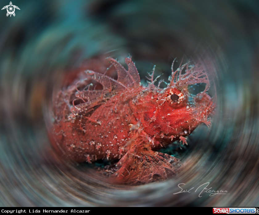 A ambon scorpionfish