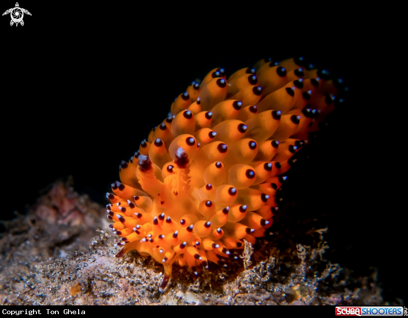 A Nudibranch