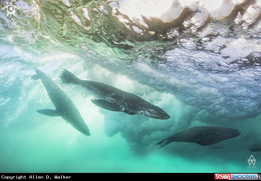 A Cape Fur Seals