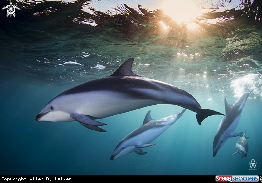 A Dusky Dolphin