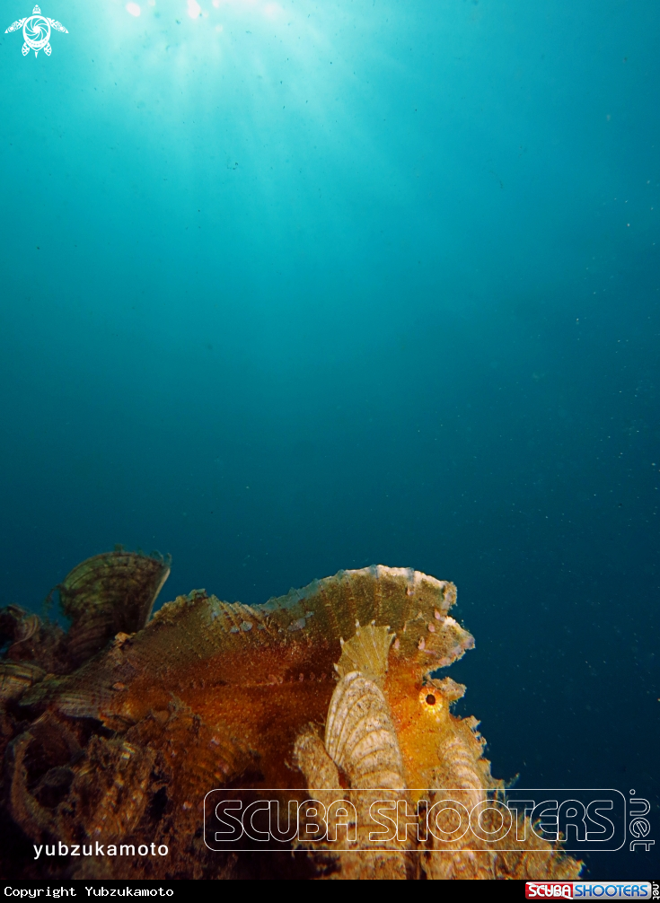 A Leaf Fish