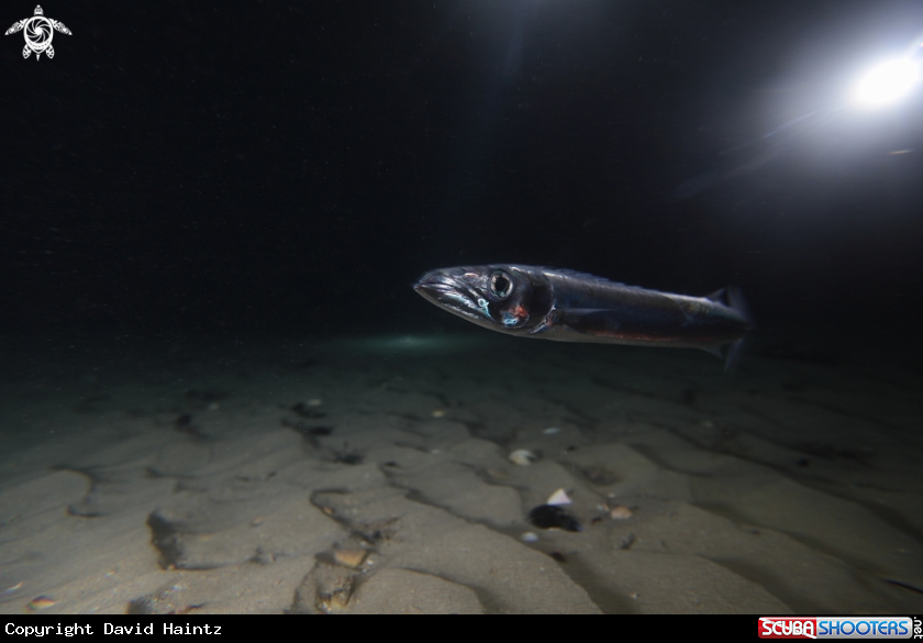 A Barracuda