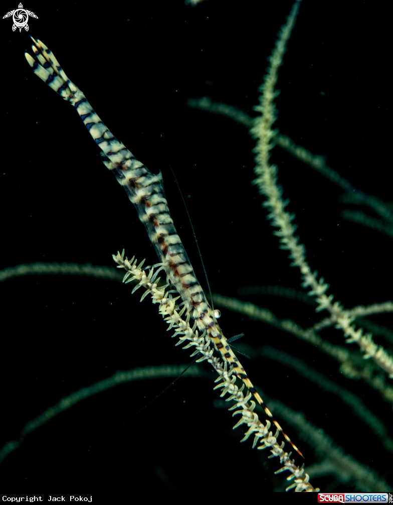 A Sawblade shrimp