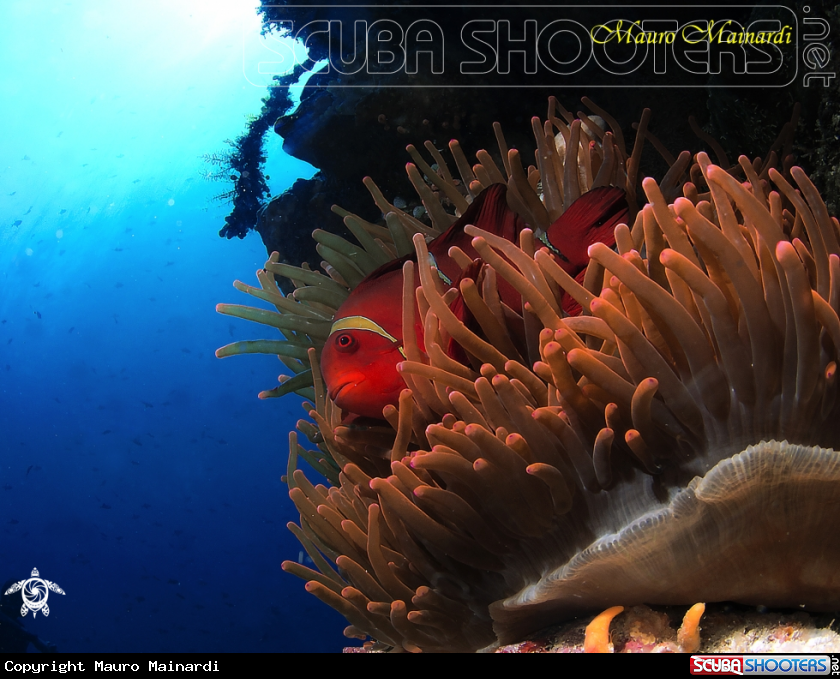 A Clownfish