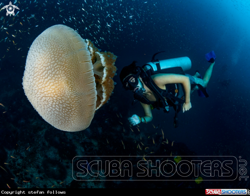 A Jellyfish