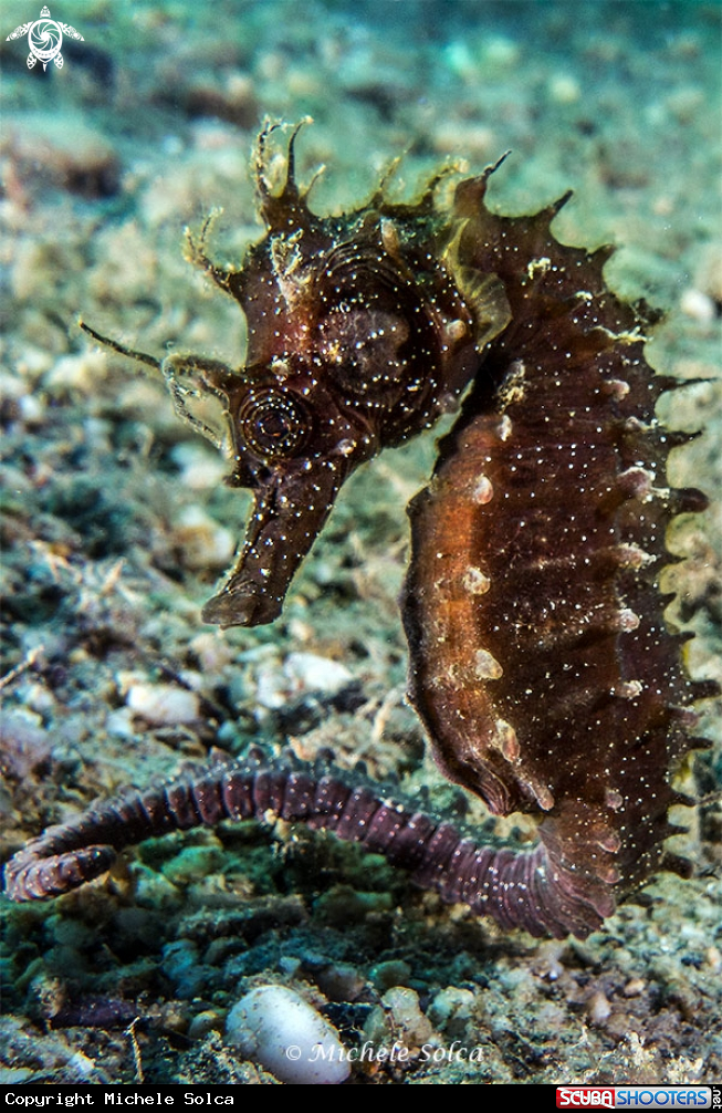 A Cavalluccio marino