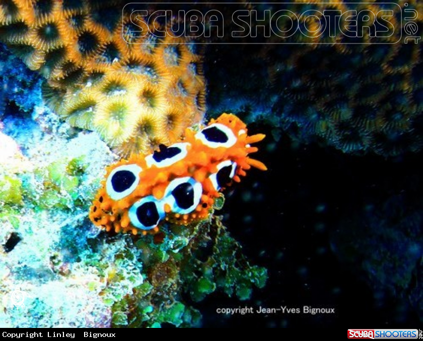 A Nudibranch 