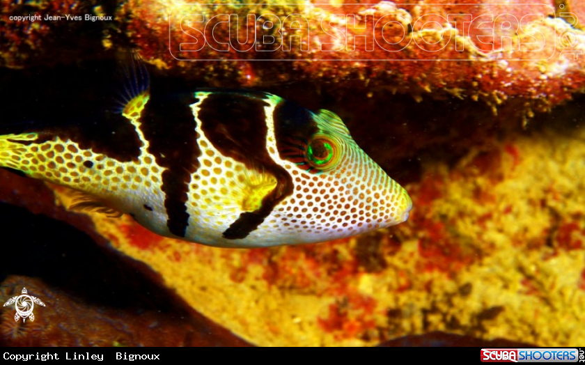 A Puffer fish 
