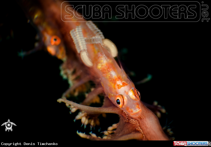 A Goby