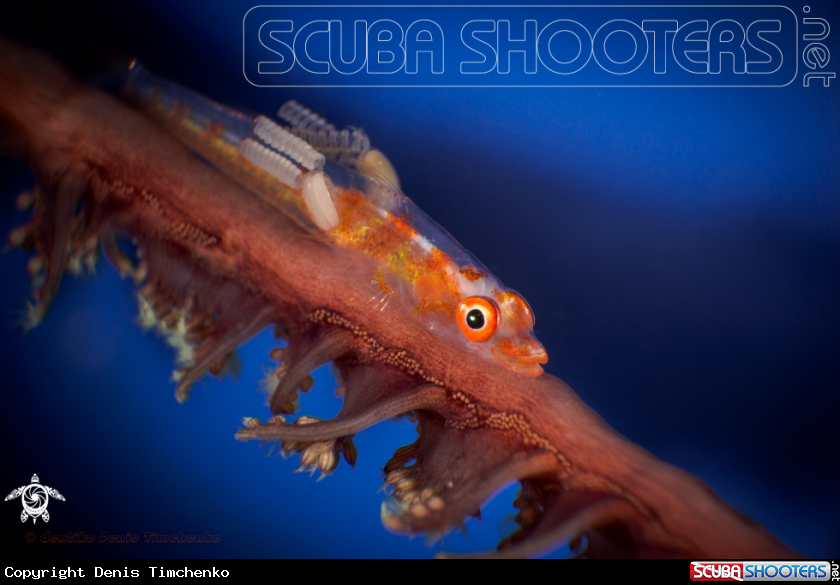 A Goby