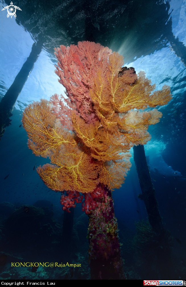 A Seafan under the jetty