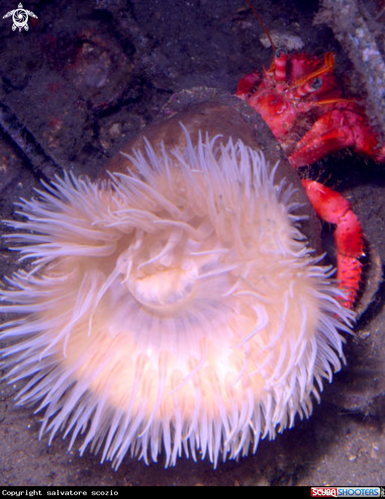 A underwater creature