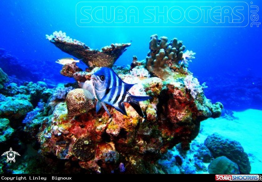 A Zebra Fish