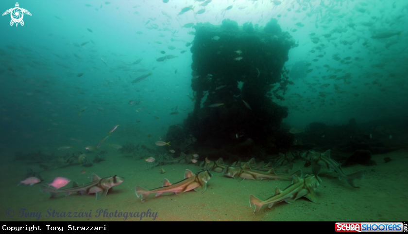 A Port Jackson sharks