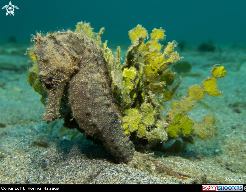 A Hippocampus Kuda