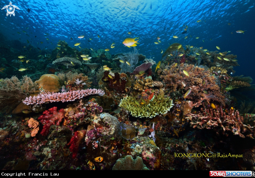 A Reef