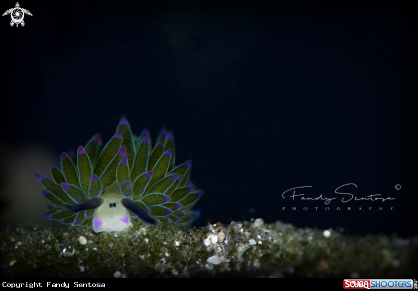 A Sheep Nudi