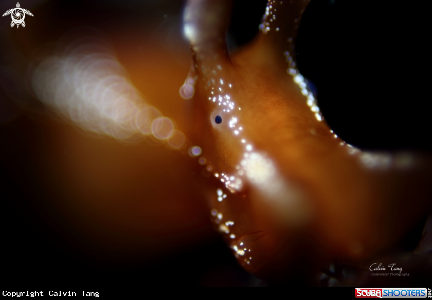 A Nudibranch