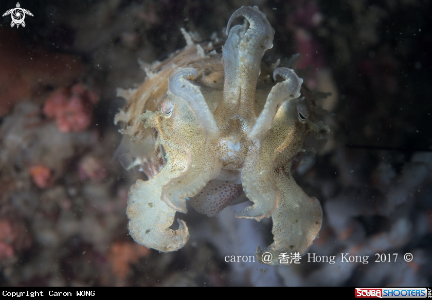 A cuttlefish