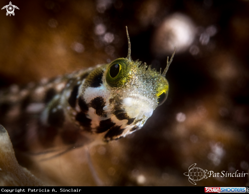 A SpinyHead Blenny