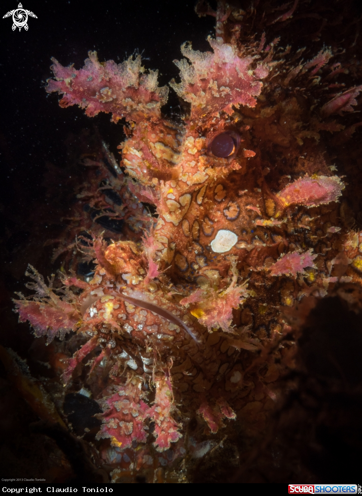A Rinophia