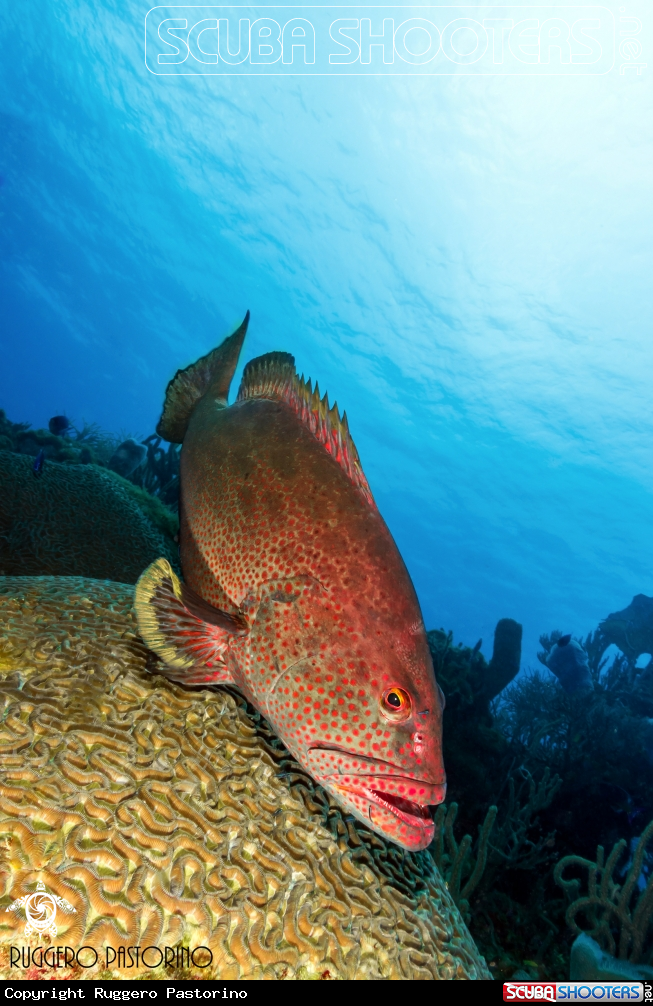 A Grouper