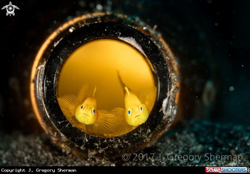 A Pygmy Lemon Gobies