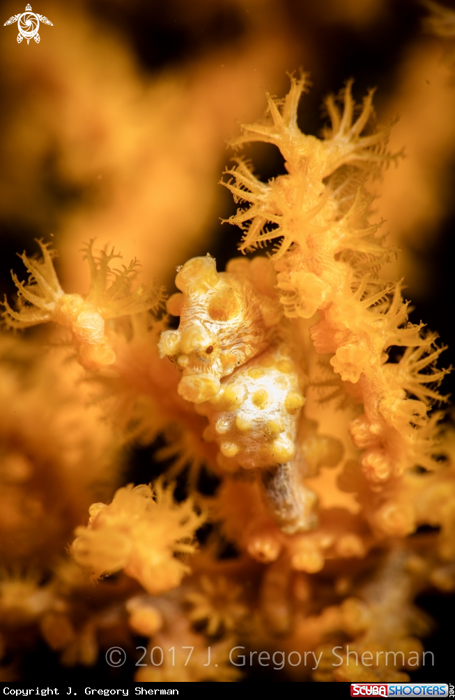 A Yellow Pygmy Seahorse