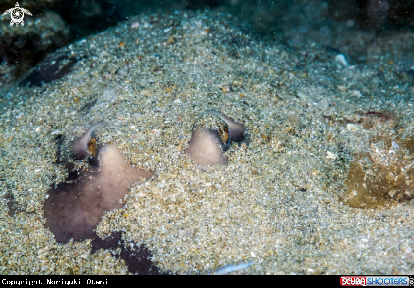 A Sepia stingray 