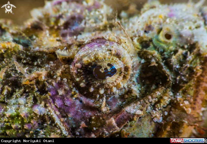 A Yellowfin scorpionfish