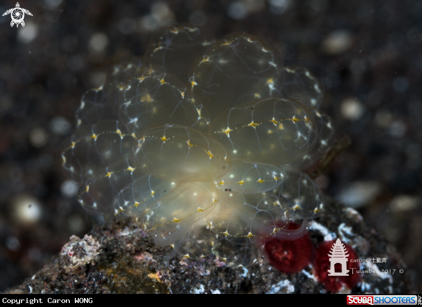 A Nudibranch