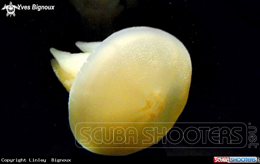 A Moon Jellyfish