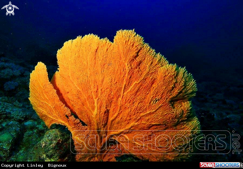 A Gorgonian coral