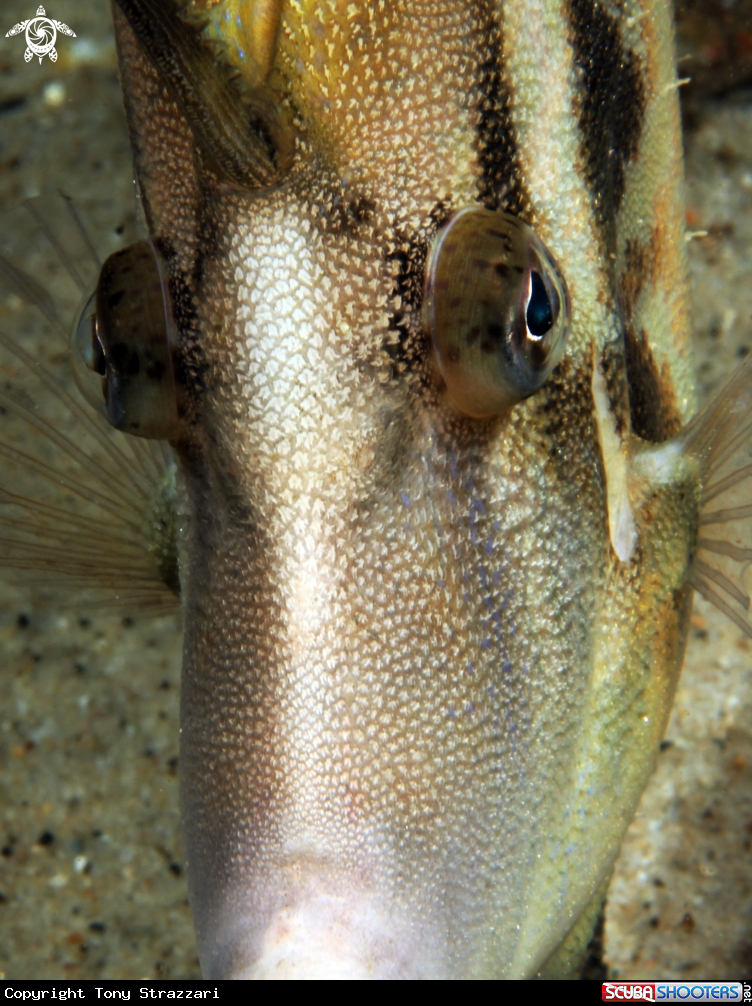 A Leatherjacket
