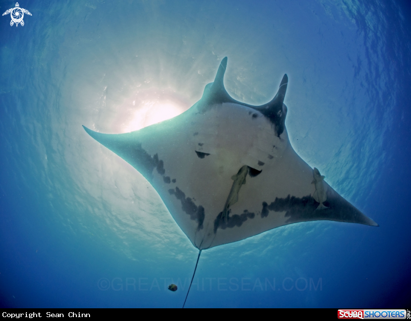 A Oceanic Manta Ray