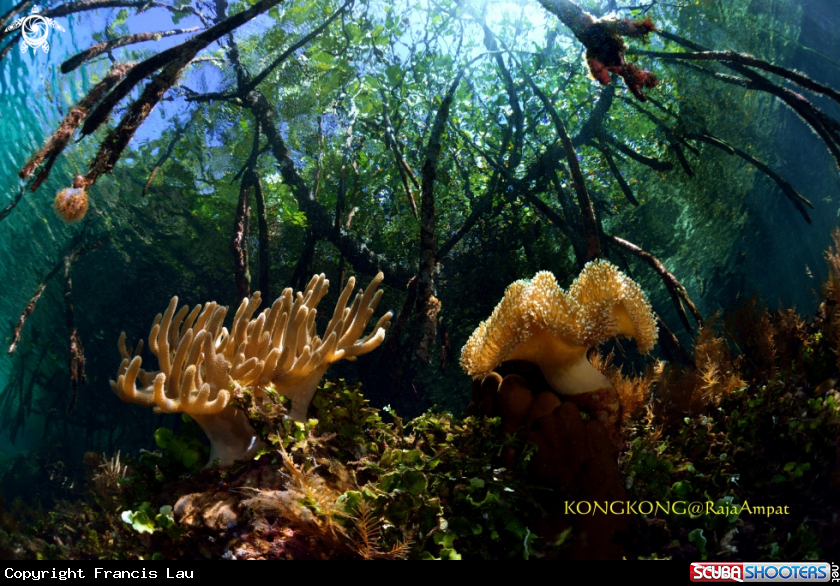A Mangrove with coral
