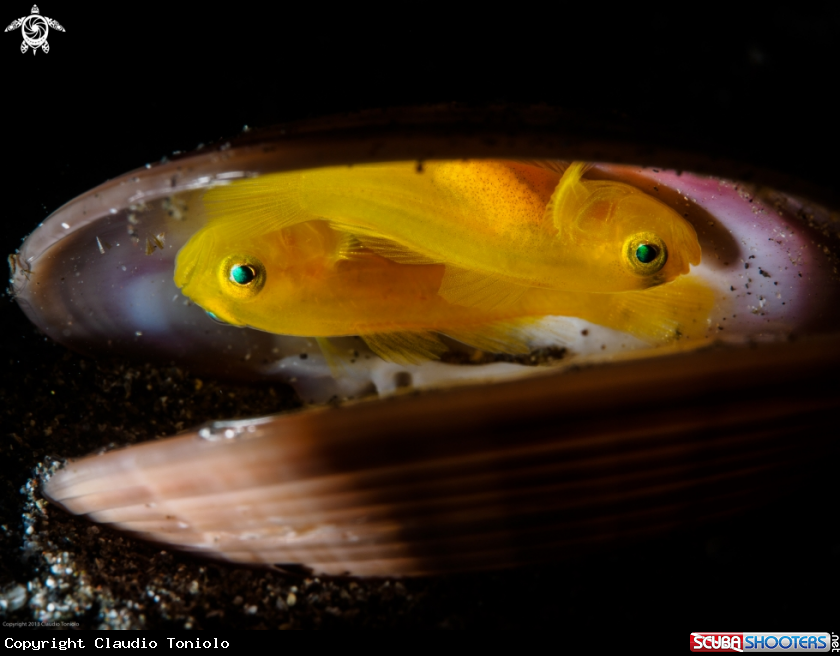 A Goby