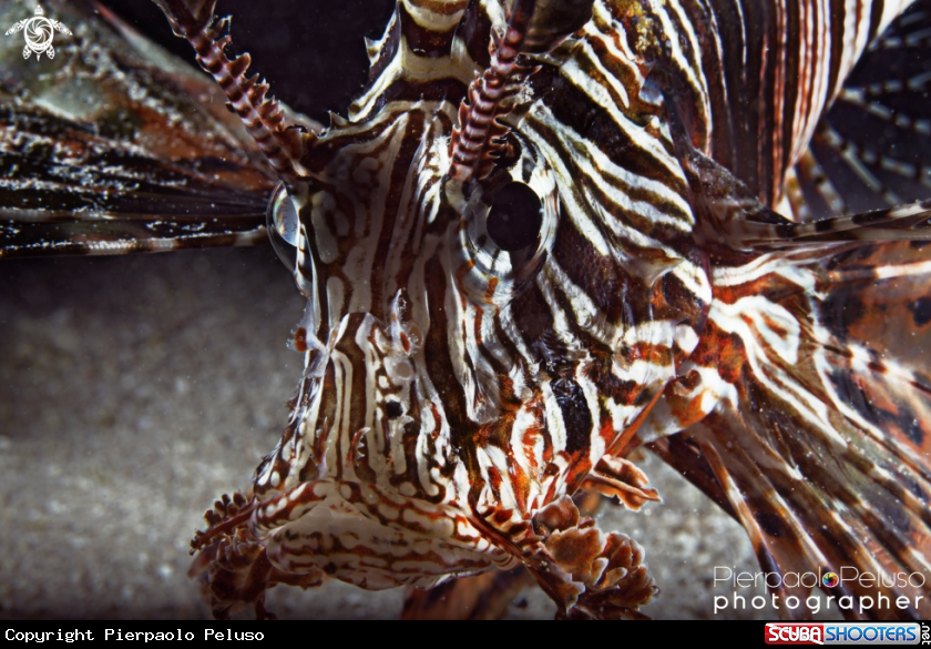 A Lion Fish