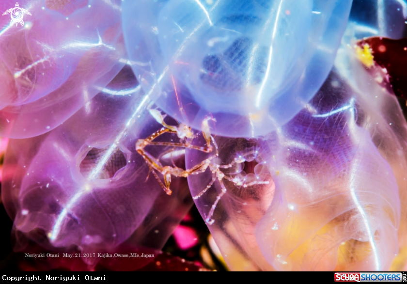 A a skeleton shrimp 