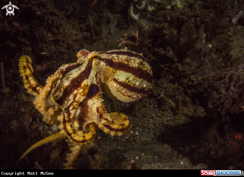 A Mototi octopus