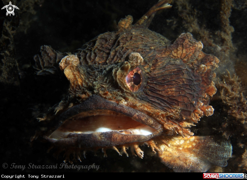 A Eastern frogfish
