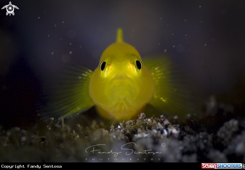 A Goby