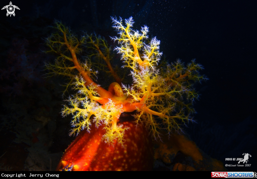A Sea Apple