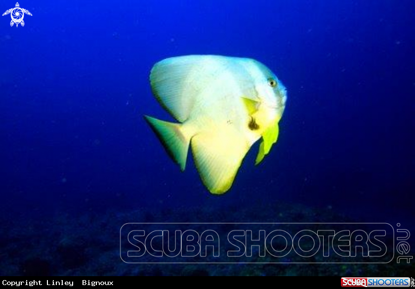 A Angel fish