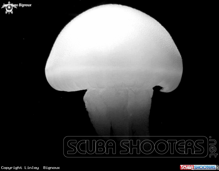 A Moon Jellyfish